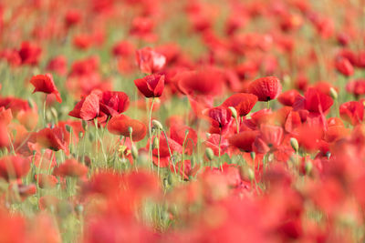 Close-up of red poppy flowers on field