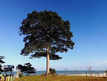 Tree on field against clear blue sky