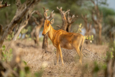 Lelwel hartebeest stands turning head in bushes