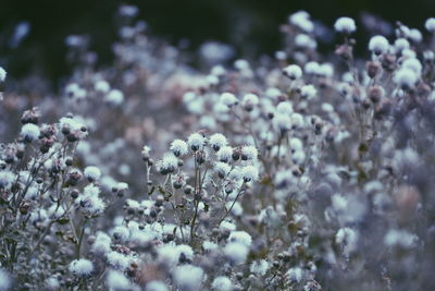 Close-up of white flowers