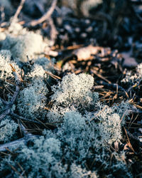 High angle view of snow on land