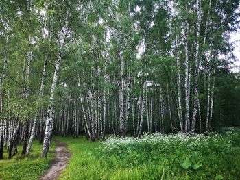 Trees growing in forest