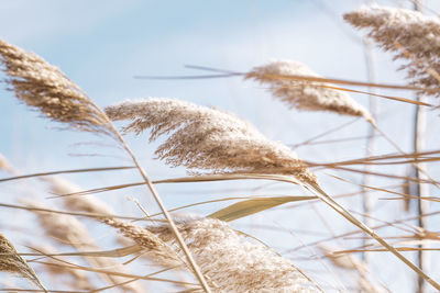 Dry reed on the lake, reed layer, reed seeds. golden reeds on the lake sway in the wind 