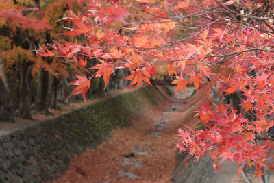 Close-up of maple tree during autumn