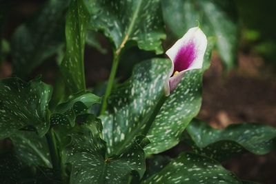 Close-up of wet purple flowering plant