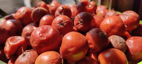 Indian jujube 