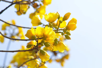 Close-up of yellow flowering plant against clear sky