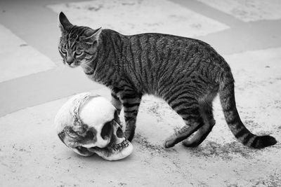 Close-up of tabby cat