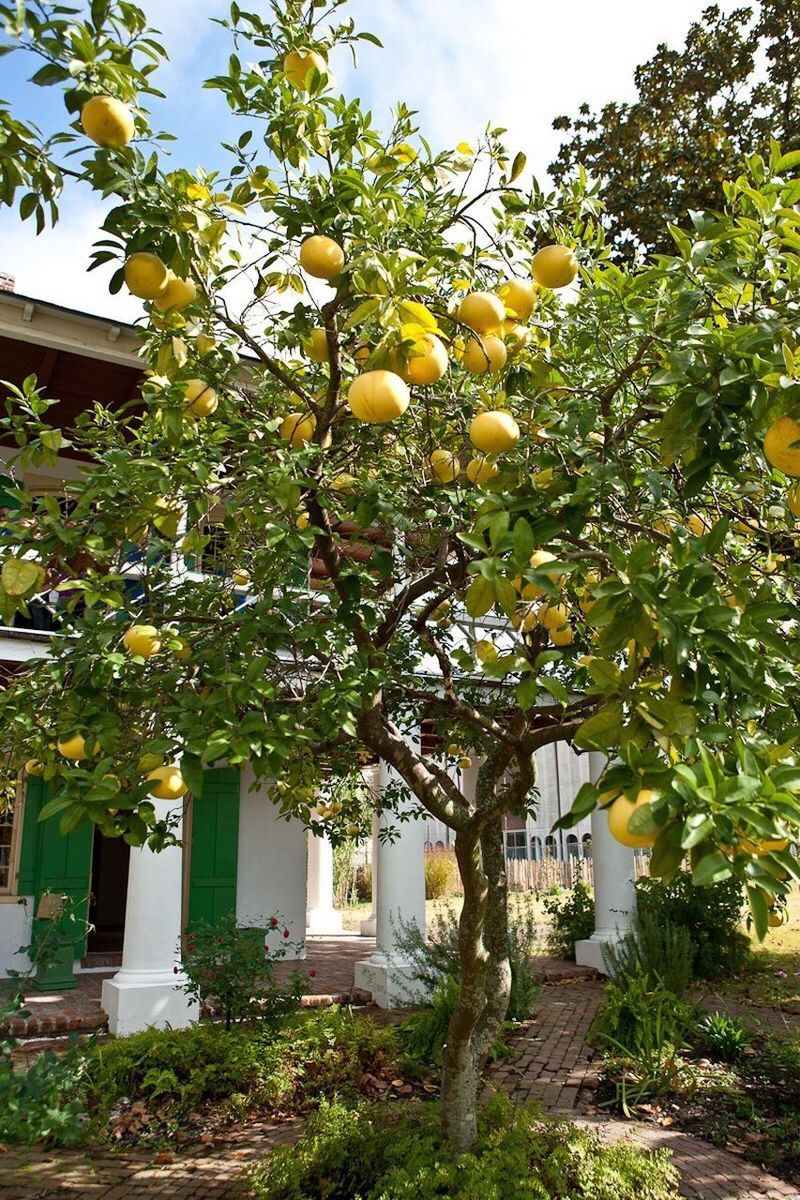 LOW ANGLE VIEW OF FRUITS ON TREE