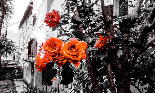 Close-up of red flowers