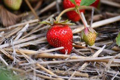 Close-up of strawberry growing on field