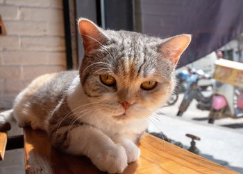 Close-up portrait of a cat