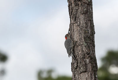 Bird perching on tree trunk against sky