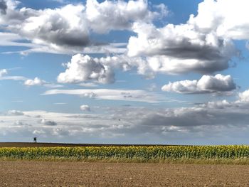 Scenic view of field against sky