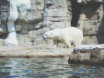 View of sheep in water at zoo