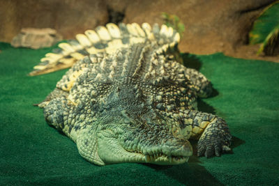 Crocodile in saint petersburg oceanarium, russia