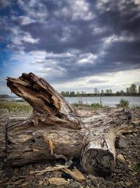 Driftwood on beach against sky