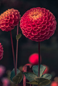 Close-up of pink roses