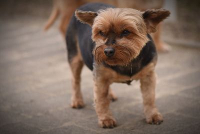 Portrait of puppy on footpath