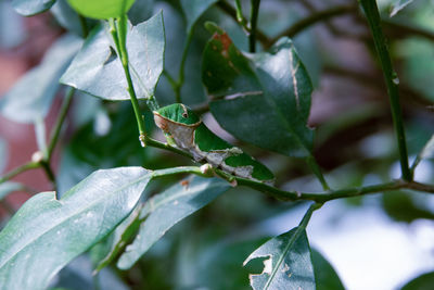 Close-up of insect on leaves