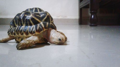 Close-up of tortoise