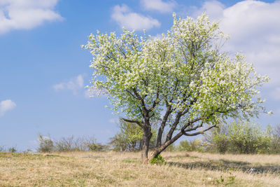 Flowering tree on field against sky