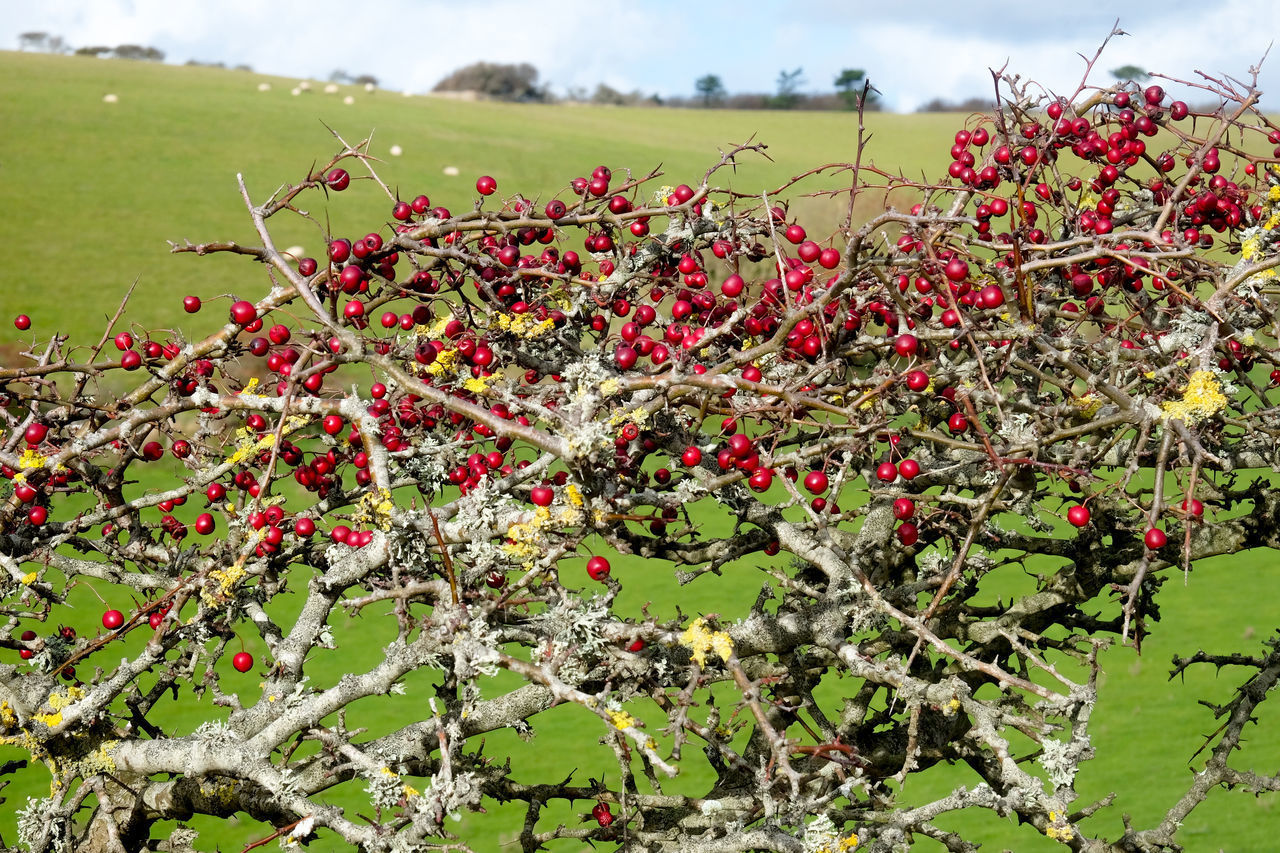 CLOSE-UP OF RED BERRIES ON FLOWERING PLANT