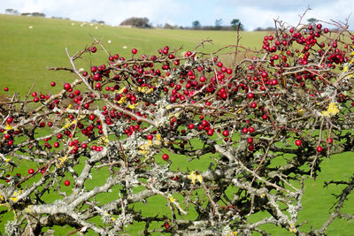 Close-up of red berries on plant