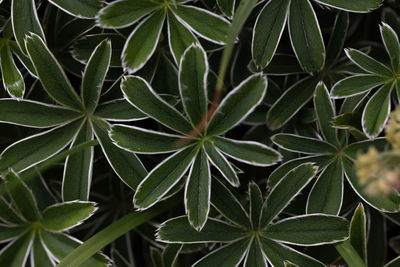 plant