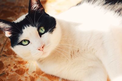 Close-up portrait of cat