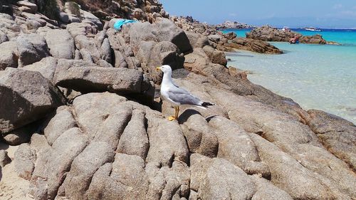 Seagull perching on rock