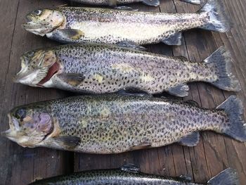 High angle view of fish on table