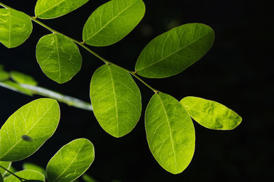 Close-up of leaves