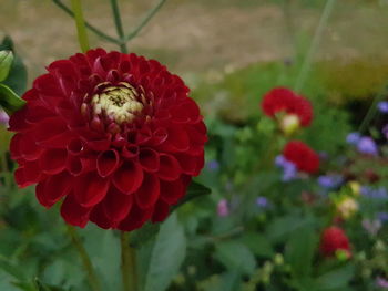 Close-up of red dahlia flower