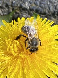 Close-up of bee on yellow flower