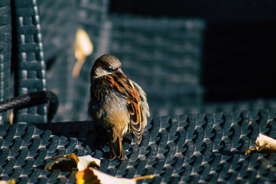 Close-up of bird perching on metal