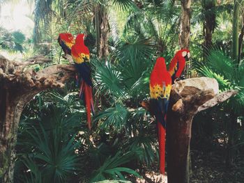 Plants growing on tree trunk