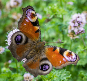 Close-up of butterfly pollinating on flower