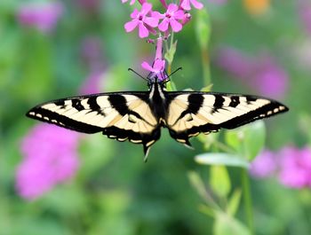 Close-up of butterfly on purple flower