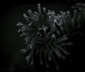 Close-up of flower over black background