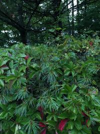 Trees growing in a forest