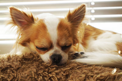 Close-up of a dog sleeping