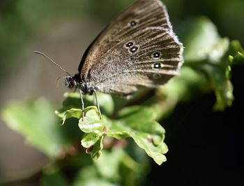 Close-up of butterfly on leaf