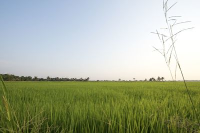 Scenic view of field against clear sky