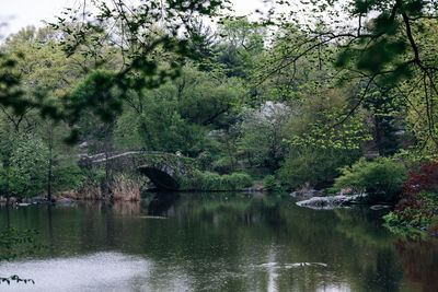 Scenic view of lake in forest