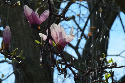 Close-up of fresh flowers blooming on tree