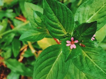 Close-up of flowering plant