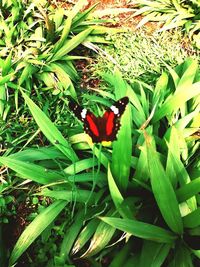 High angle view of butterfly on plant