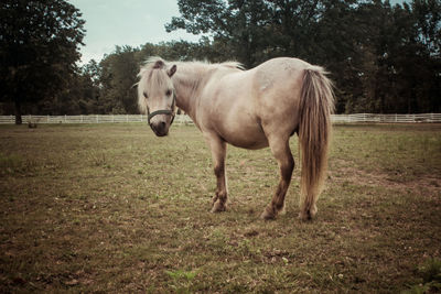 Horse on field against sky