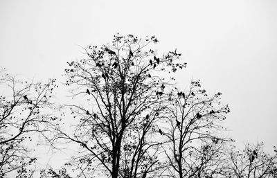 Low angle view of bare tree against clear sky